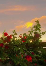 病爱摇篮曲（，现代，含父女）